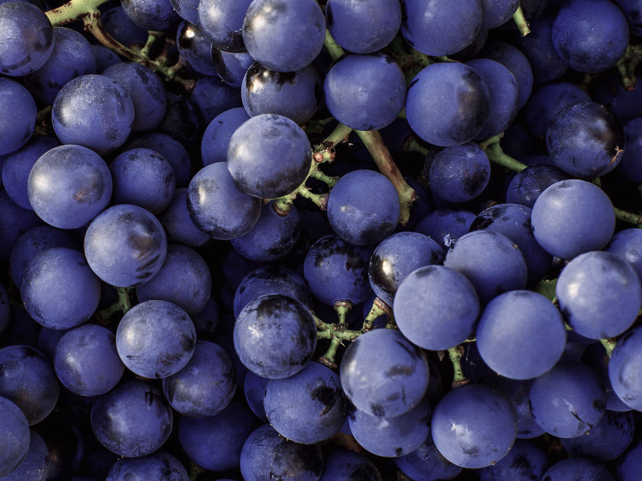 Wine Grapes